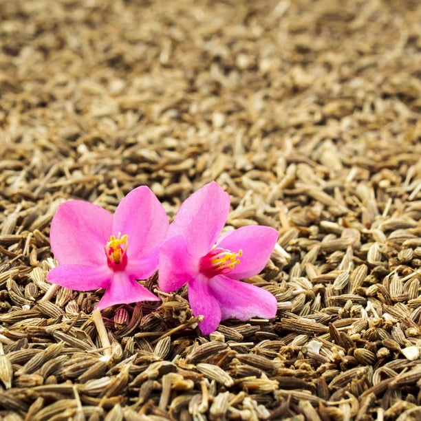 HERB 300 Heirloom Organic Seed FREE Shipping CUMIN HERB 300 Heirloom Organic Seed FREE Shipping CUMIN